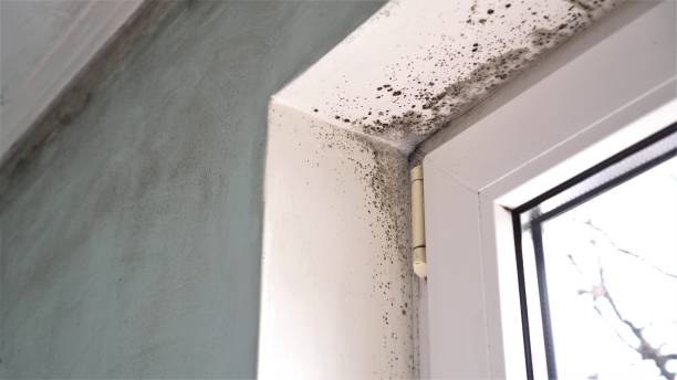 Best Emergency Mold Remediation in Fort Riley, KS